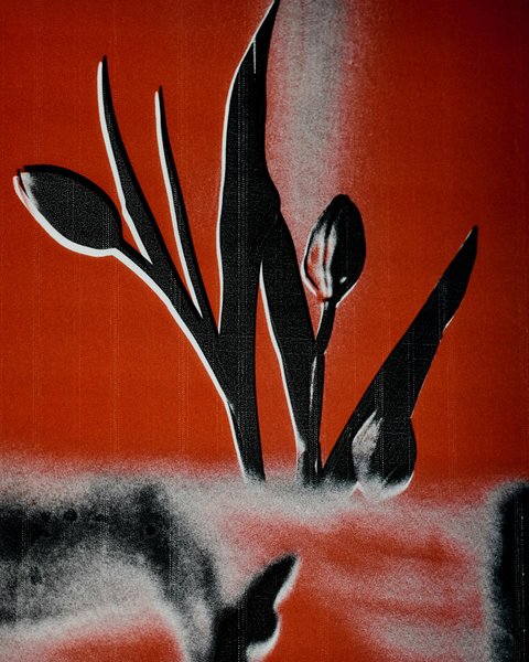 Thumbnail of Image