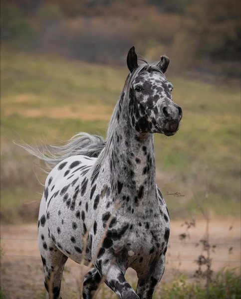 Thumbnail of Instagram