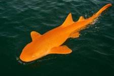Thumbnail of 世にも珍しい「オレンジ色のサメ」を発見、コスタリカ沖【画像あり】 - ナゾロジー