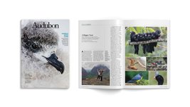 Thumbnail of design — chan