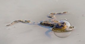 Thumbnail of 8 magníficas fotografías ganadoras del Nikon Comedy Wildlife Awards 2024