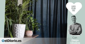 Thumbnail of Ni rastro de luz: plantas que sobreviven (y prosperan) en habitaciones oscuras