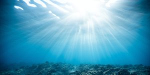 Thumbnail of The power of nature’s sonar