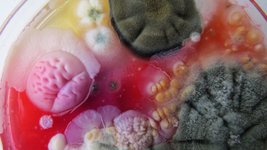 Thumbnail of I Will Not Be Purified | ART PAPERS