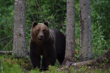 Thumbnail of Bear Watching and Photography - Classic Hides - NaTourEst