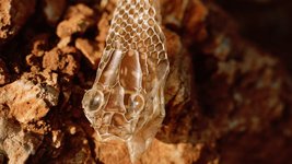 Thumbnail of Shedding Skin: The Year of the Wood Snake | Atmos