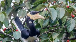 Thumbnail of Hornbills of India: Encounters to Remember | Roundglass | Sustain