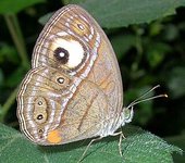 Thumbnail of Eyespot (mimicry)