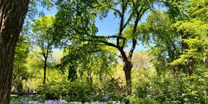 Thumbnail of 🚶♂️Writing Walks and the Awe of Spring