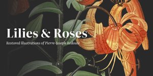 Thumbnail of Lilies by color - Lilies & Roses of P.J. Redouté