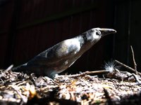 Thumbnail of The Morrigan in Celtic Mythology