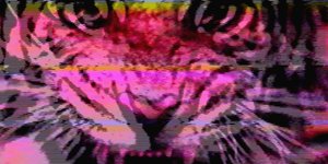 Thumbnail of Feral Philosophies