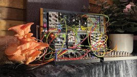 Thumbnail of Meet the electronic musicians collaborating with nature through bio-sonification