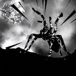 Thumbnail of I Found a Spider in My Apartment and Gave It a Name, a Backstory, and an Emotional Grip on My Day