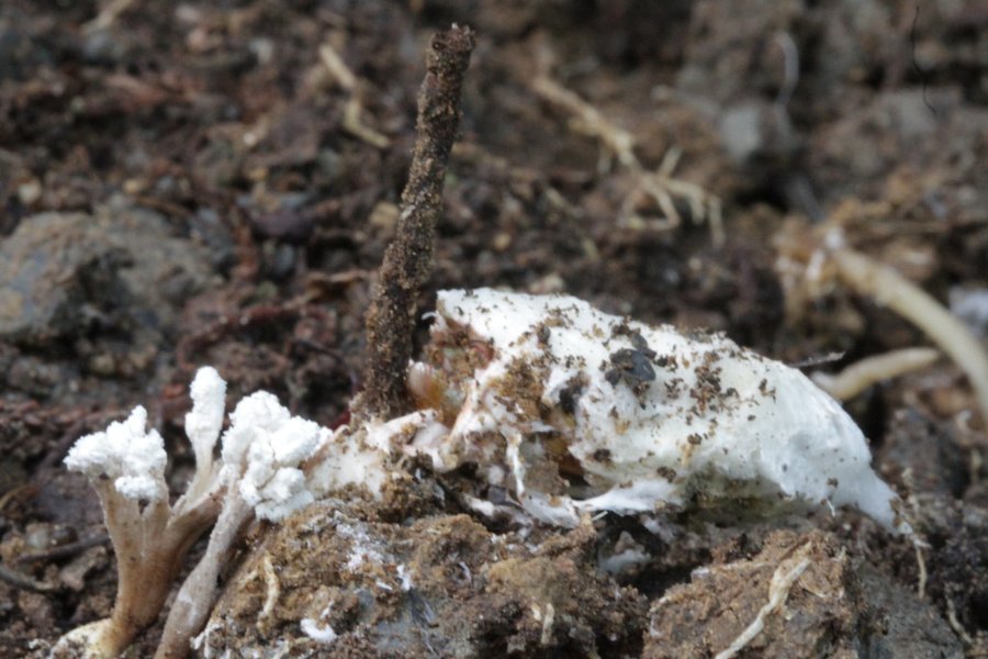 Thumbnail of mushroom growing from cicada - Google Search
