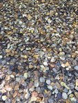 Thumbnail of Walk as though your feet are kissing the earth