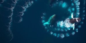 Thumbnail of What is bubble net feeding?