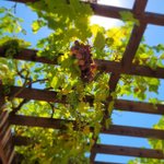 Thumbnail of About Baldassare Forestiere | Forestiere Underground Gardens
