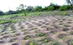 Thumbnail of Africa combats desertification with a belt of life - Welcome Africa