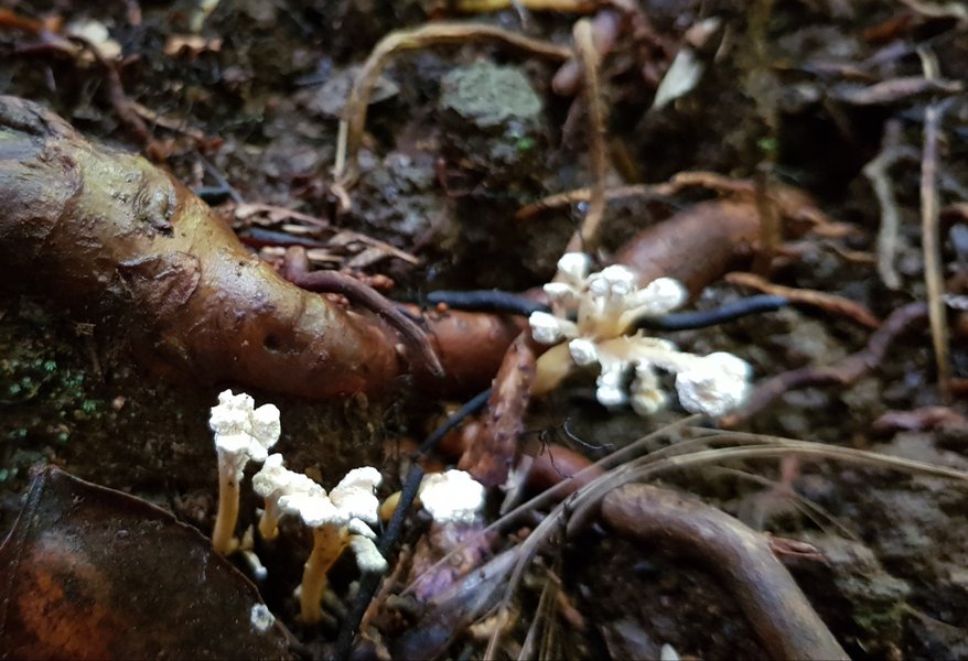 Thumbnail of mushroom growing from cicada - Google Search