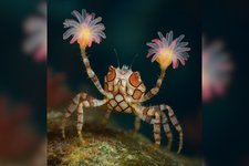 Thumbnail of ボクサー蟹がイソギンチャクグローブを「クローン再生」させる瞬間、初撮影に成功! - ナゾロジー