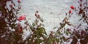 Thumbnail of we only have this lifetime to love