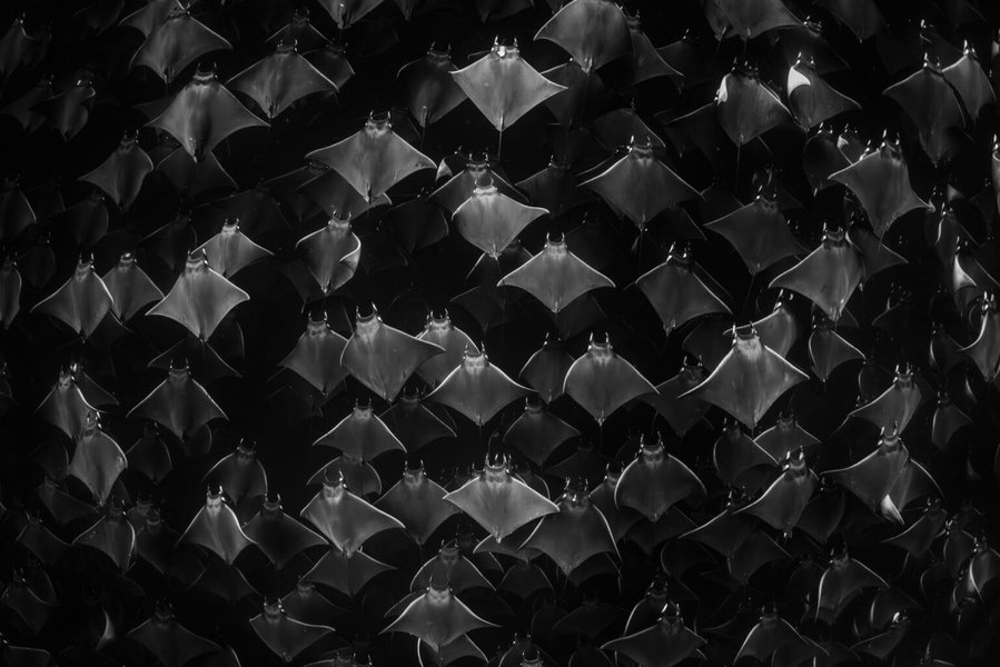 Thumbnail of In the 2024 Ocean Art Contest, Circling Sharks and Squadrons of Rays Steal the Show