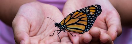 Thumbnail of Transformative Nonviolence