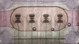 Thumbnail of World's first bioprocessor uses 16 human brain organoids for ‘a million times less power’ consumption than a digital chip