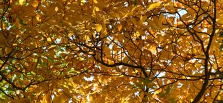 Thumbnail of The Paradox of Fall