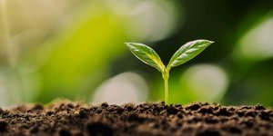 Thumbnail of A Chance to Start Anew