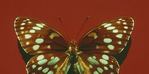 Thumbnail of how to become antifragile