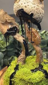 Thumbnail of mushroom growing from cicada - Google Search