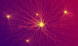 Thumbnail of The Power of Small Brain Networks