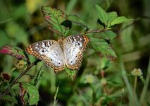 Thumbnail of White peacock - Florida Wildflower Foundation