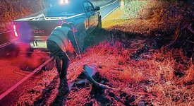 Thumbnail of Roadkill deer collection not a job for the faint of heart — or stomach