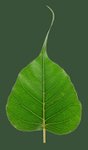 Thumbnail of Dharma Seed - Joseph Goldstein's Dharma Talks