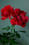 Thumbnail of Gabriella Hirst: An English Garden with Atom Bomb Roses