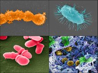 Thumbnail of How a mother’s microbiome helps shape her baby’s development