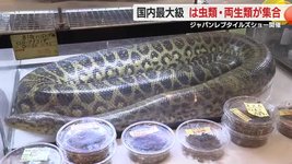Thumbnail of 世界の珍しい爬虫類や両生類が大集合国内最大級レプタイルズショー大盛況(テレビ静岡NEWS) - Yahoo!ニュース
