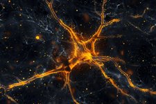 Thumbnail of Astrocytes: The Unsung Heroes of Learning and Memory - Neuroscience News