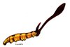 Cover of Cordyceps