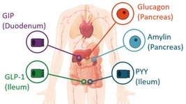 Thumbnail of Post #01: Inside the GLP-1 Boom: What a Biotech Analyst (and PhD/Nutritionist) Thinks