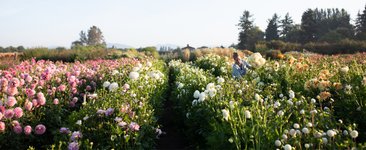Thumbnail of Recommended Dahlia Sources - Floret Flowers