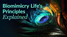 Thumbnail of The Biomimicry Life's Principles Explained
