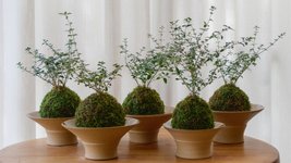 Thumbnail of Kokedama: How to Make and Style These Whimsical Japanese Moss Balls