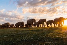 Thumbnail of 100 Life-Sized Elephants Lumber Along a Newport Cliff in a Global ...