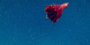 Thumbnail of What is marine snow?