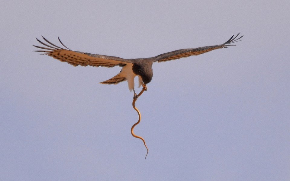 Thumbnail of eagle snake - Google Search