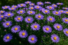 Thumbnail of September Birth Flowers: Aster and Morning Glory Symbolism